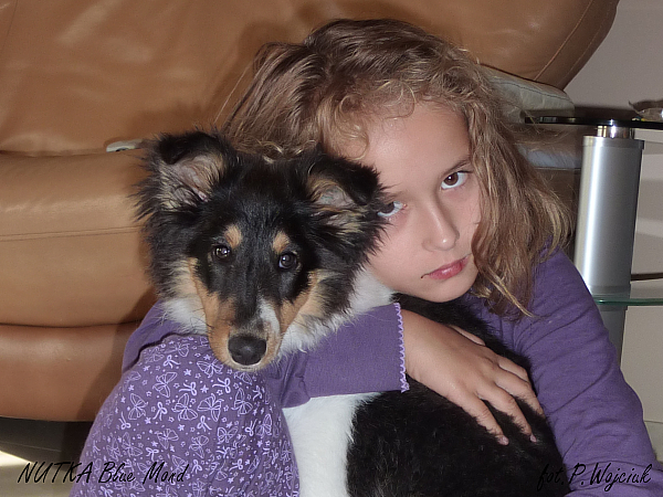 sheltie - Nutka - córeczka Zefiego